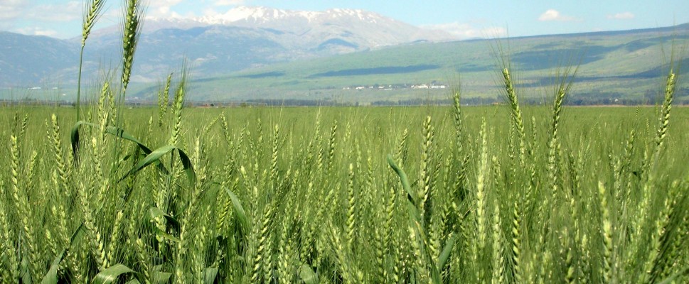 Wheat Hahula Israel2  Rotator