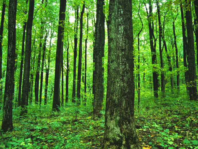 Utvrđen Nacrt Zakona O šumama