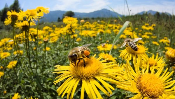 U Brčkom Otvoren Sajam Pčelarstva