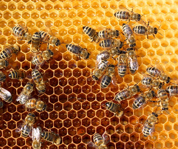 Bihać: Odražana Završna Konferencija Projekta Bee Promoted – Promocija Pčelarstva