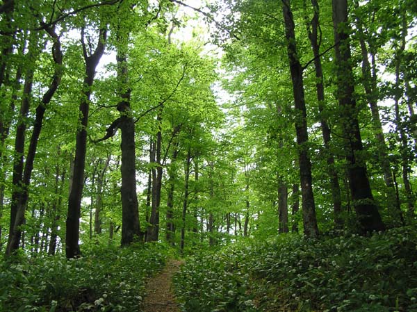 Novim Zakonom Utvrđuju Se Odgovornosti I Sankcije U Oblasti šumarstva